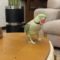 کشور پرندگان ملنگو راهب گیرینچیک برزیلی خورشیدی|پرنده|تهران, گلستان (شهرک راه آهن)|دیوار