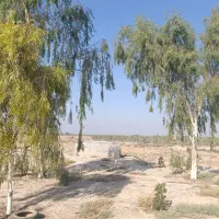 ۱۷ هکتار زمین کشاورزی با سند تک برگ|فروش دفتر صنعتی، کشاورزی، تجاری|برازجان, |دیوار