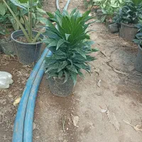 کامپکت سطل 3و4  آگلونما سطل 4|گل و گیاه طبیعی|عباس‌آباد, |دیوار