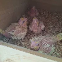 جوجه عروس هلندی|پرنده|خمینیشهر, |دیوار