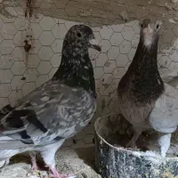 نر و ماده سار قزوینی‌جفتگاه۳تومن