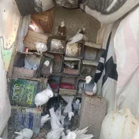 کبوتر طوقی|پرنده|کوهبنان, |دیوار