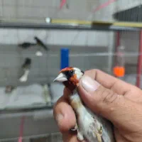 سهره سیره سره|پرنده|قم, ناصردیوان|دیوار