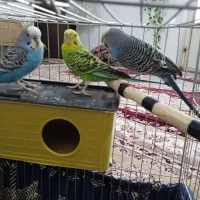 سه عد مرغ عشق|پرنده|سنندج, |دیوار