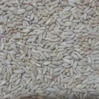 گندم بذری دیم