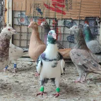 کفتر جنگنده|پرنده|اندیمشک, |دیوار