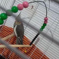 عروس هلندی خانگی|پرنده|رشت, آب آسیاب|دیوار