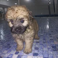 باسلام دوعددتوله اشپیز