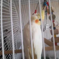 عروس هلندی لوتینو