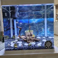 اکواریم حرفه‌ای