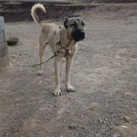 سگ ۱۳ ماهه|سگ|ترکمانچای, |دیوار