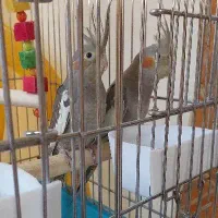 جوجه عروس هلندی