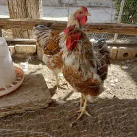 خوروس ویاندوت اورنج