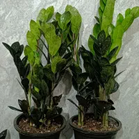 گلکده ققنوس  قیمت مناسب ساناز خوشه پتوس بنجامین