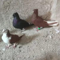 رنگی....|حیوانات|خرمشهر, |دیوار