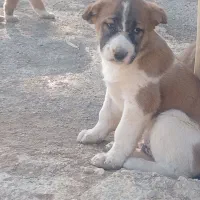 توله سراب عراقی|سگ|باقرشهر, |دیوار