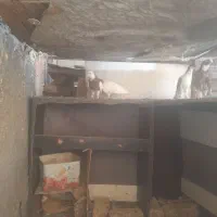 طوقی پالخت|پرنده|قم, تعویض پلاک|دیوار