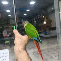 گرینچیک فوق رام و سخنگو و گرینچیک سرلاکی|پرنده|خورموج, |دیوار