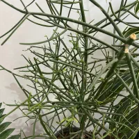 درختچه شاخ گوزنی|گل و گیاه طبیعی|رشت, گیل|دیوار