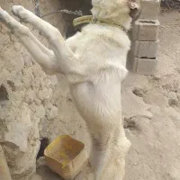 ماده|سگ|قیدار, |دیوار