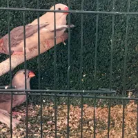 فنچ کرواتی نرگسی زبرا|پرنده|مشکین‌دشت, |دیوار