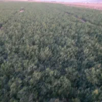 کرت یونجه|خدمات باغبانی و درختکاری|بیرجند, |دیوار