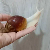 حلزون و خاویار حلزون