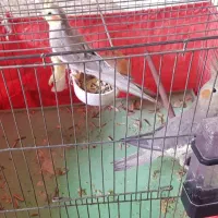 عروس هلندی مولد و کم سن