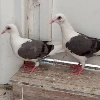 جوجه پلاکی