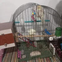 عروس هلندی یک جفت