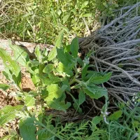 سلا م دادش سگ فروشی هست