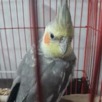 پرنده طوطی بالغ