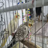 یک جفت عروس هلندی مولد همراه با سه جوجه..|پرنده|باغستان, |دیوار