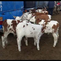 گاو وگوساله|حیوانات مزرعه|اردکان, |دیوار