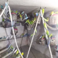 پرندگان زینتی