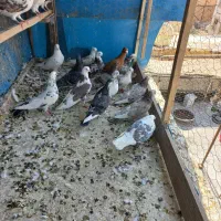 کفتر پرشی|پرنده|بهارستان, |دیوار