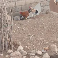 خروس محلی کله شیر