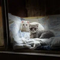 بچه گربه اسکاتیش بریتیش فولد وارداتی با تمام وسایل