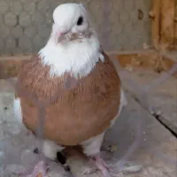 کبوتر نر پرتقالی خال دلر
