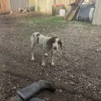 توله یک ساله شکار بلد