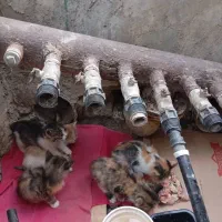 ۵ تا گربه ناز و ملوس بدون مادر|گربه|شیراز, شهرک جماران|دیوار