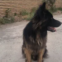 ژرمن شپرد|سگ|گمیشان, |دیوار