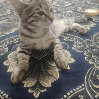 بچه گربه ۲ ماهه