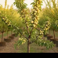 فروش نهال صنوبرو گردو بادام و کبوده در نهالستان