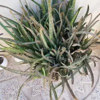گل و گیاه طبیعی|گل و گیاه طبیعی|خرمدره, |دیوار