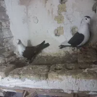 کبوتر رنگی کلاغ کاکلی و ... چناران|پرنده|چناران, |دیوار