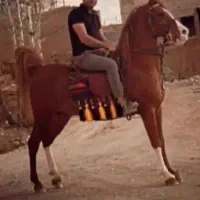 نریون سر و دمگیر کره سهیل حیدر|اسب و تجهیزات اسبسواری|خوانسار, |دیوار