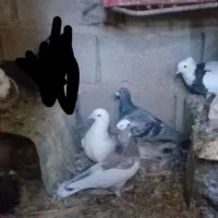 کبوتر