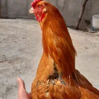 خورس لاری|حیوانات مزرعه|تهران, بهداشت|دیوار