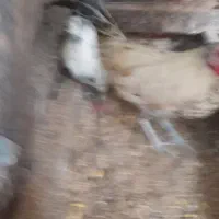 مرغ عشق و خروس میاطوری|پرنده|سنگر, |دیوار